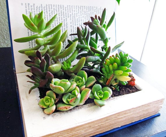 Vintage Book Terrarium