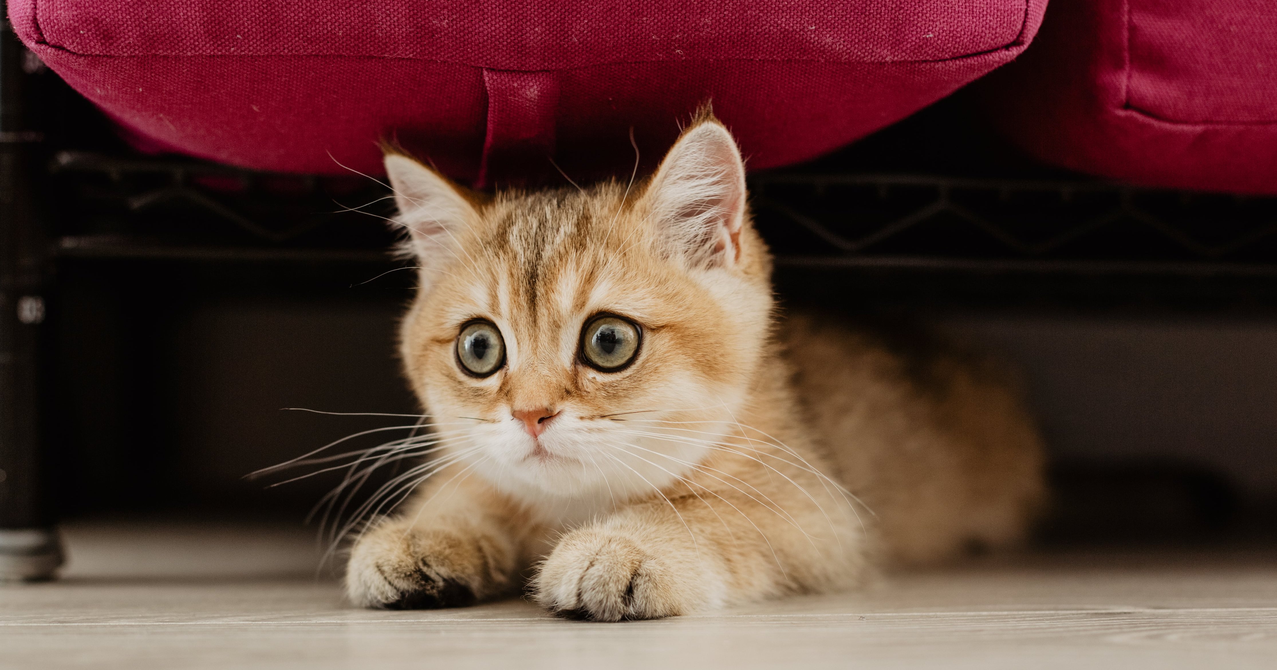 Why Does My Cat Poop or Pee Outside of the Litter Box? POPSUGAR Pets