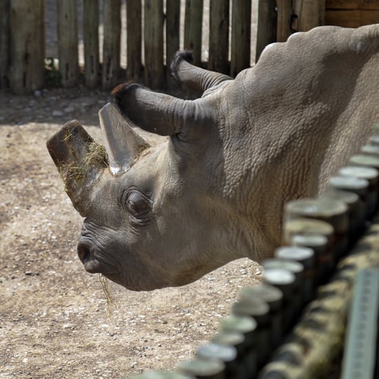 Northern White Rhino Suni Dies