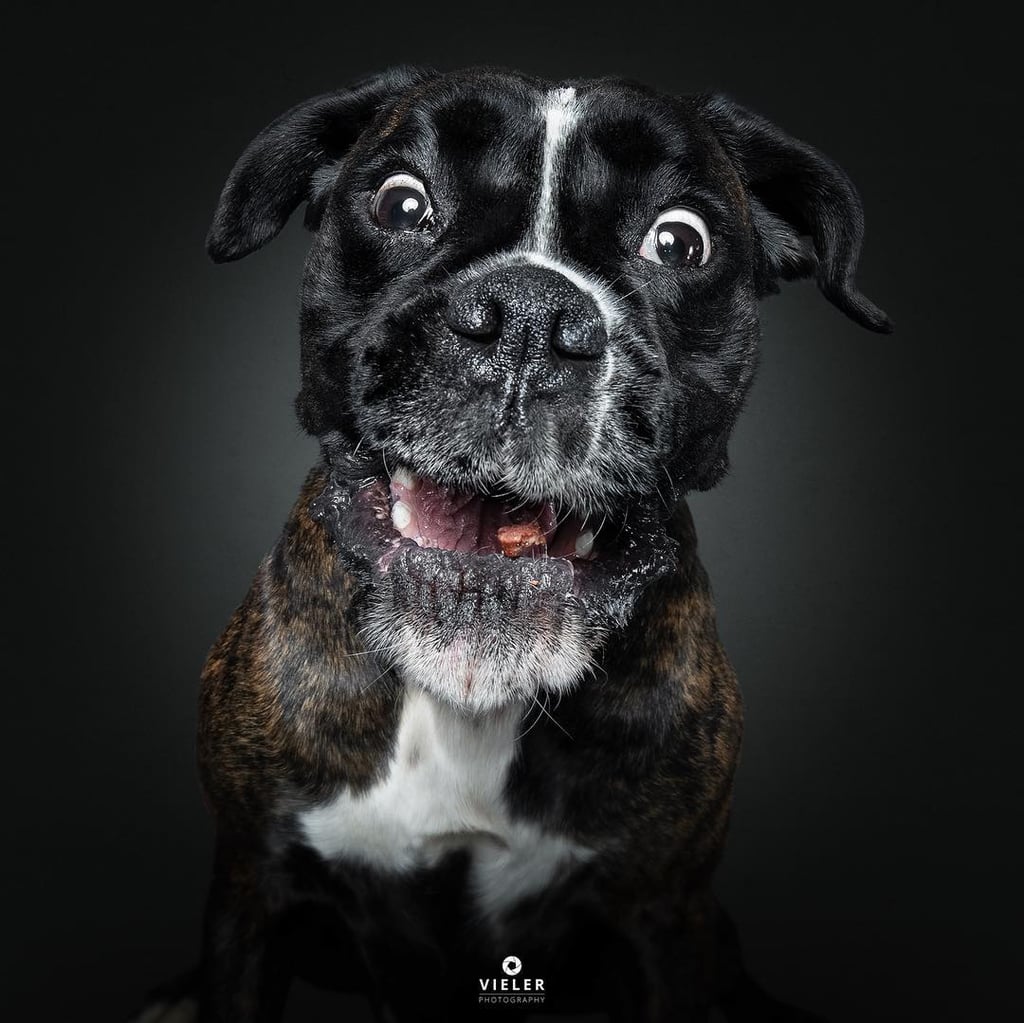 Dogs Catching Treats Photo Series