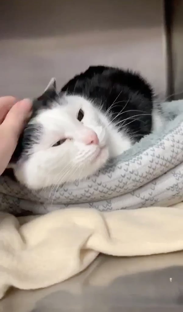 North Carolina Cat Is a "Jerk" Ready to Be Adopted POPSUGAR Pets Photo 5