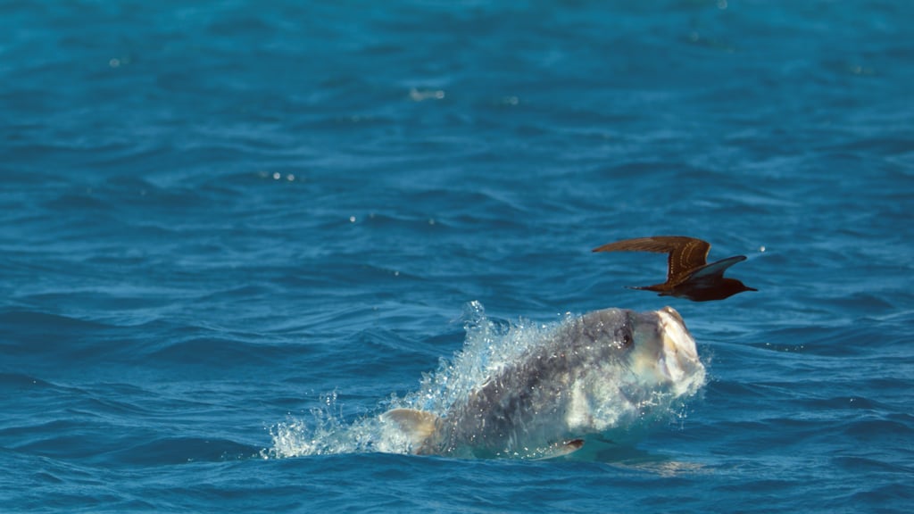 Giant trevally patrolling an atoll in the Indian Ocean.