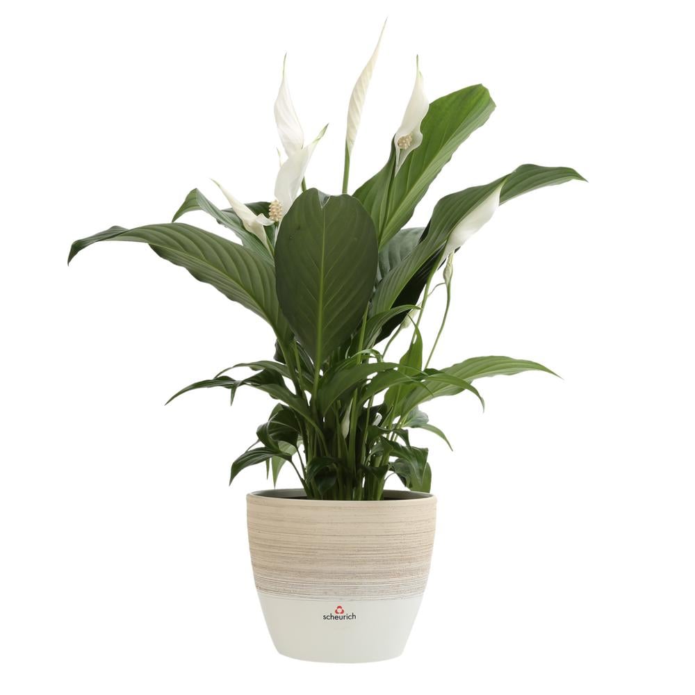 peace lily from Home Depot