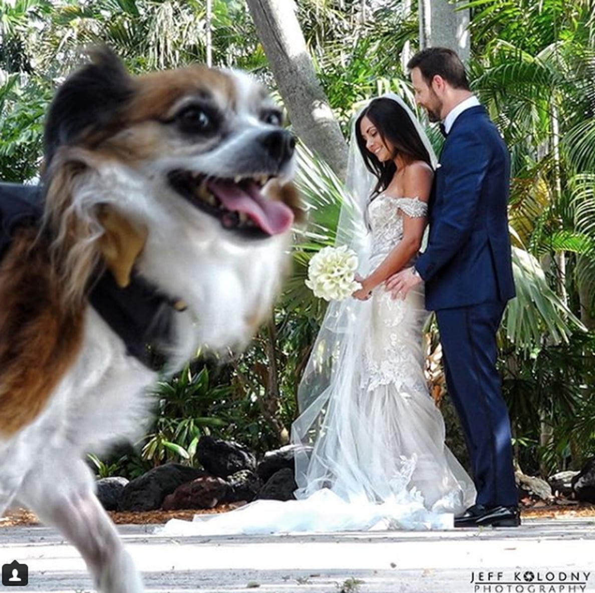 Dogs Photobombing Weddings PS Family