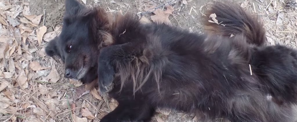 Dog Rescued by PETA in North Carolina