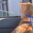 Please Watch a Cat Named Cheeseburger Get a Tiny Cup of Milk From a Starbucks Drive-Through