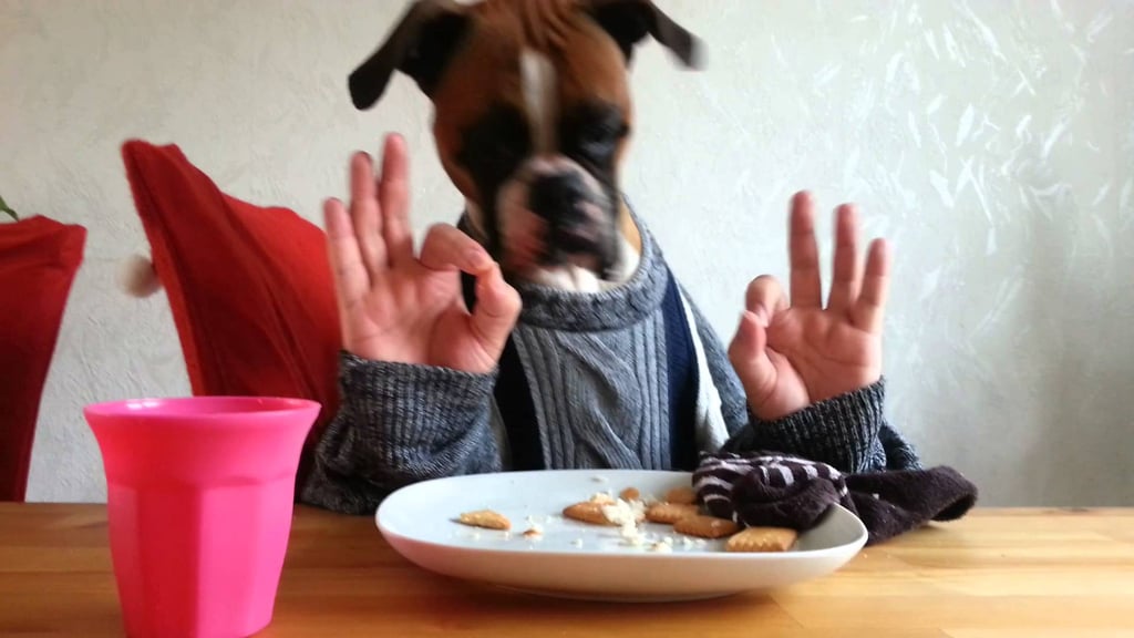 Wendy the Boxer casually savoring a hamburger.