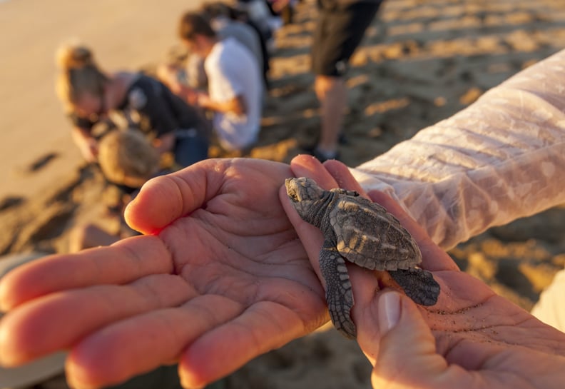 Volunteer to help save sea turtles.