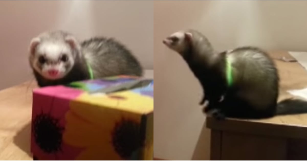Cute Ferret Trying to Jump Video POPSUGAR Celebrity