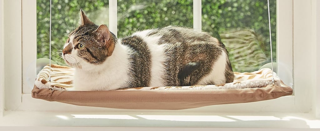Best Problem-Solving Products For Cat Ownder