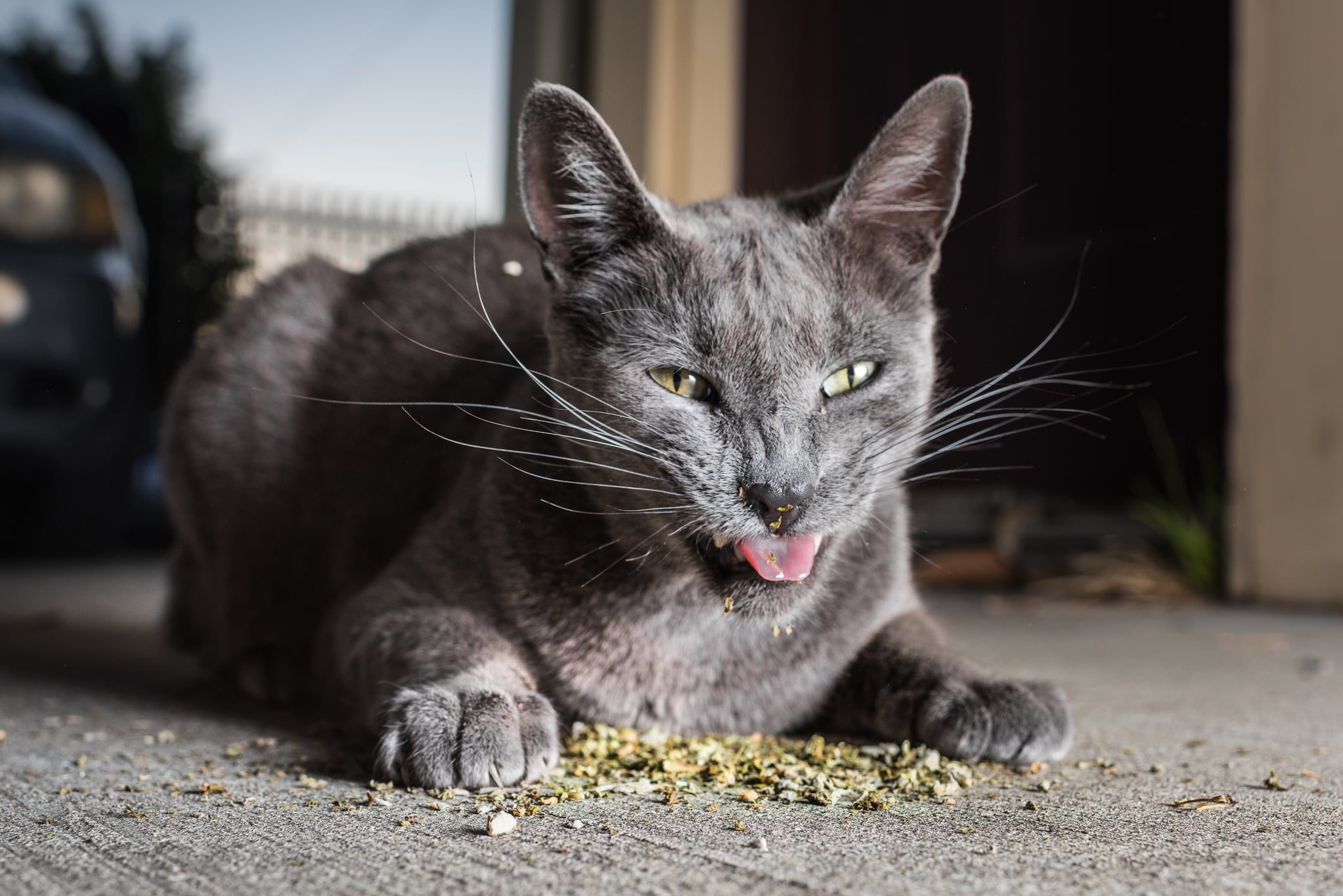 Cats On Catnip Photo Series Popsugar Family