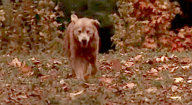 And Finally, When We've Lost All Hope, SHADOW COMES OVER THE HILL