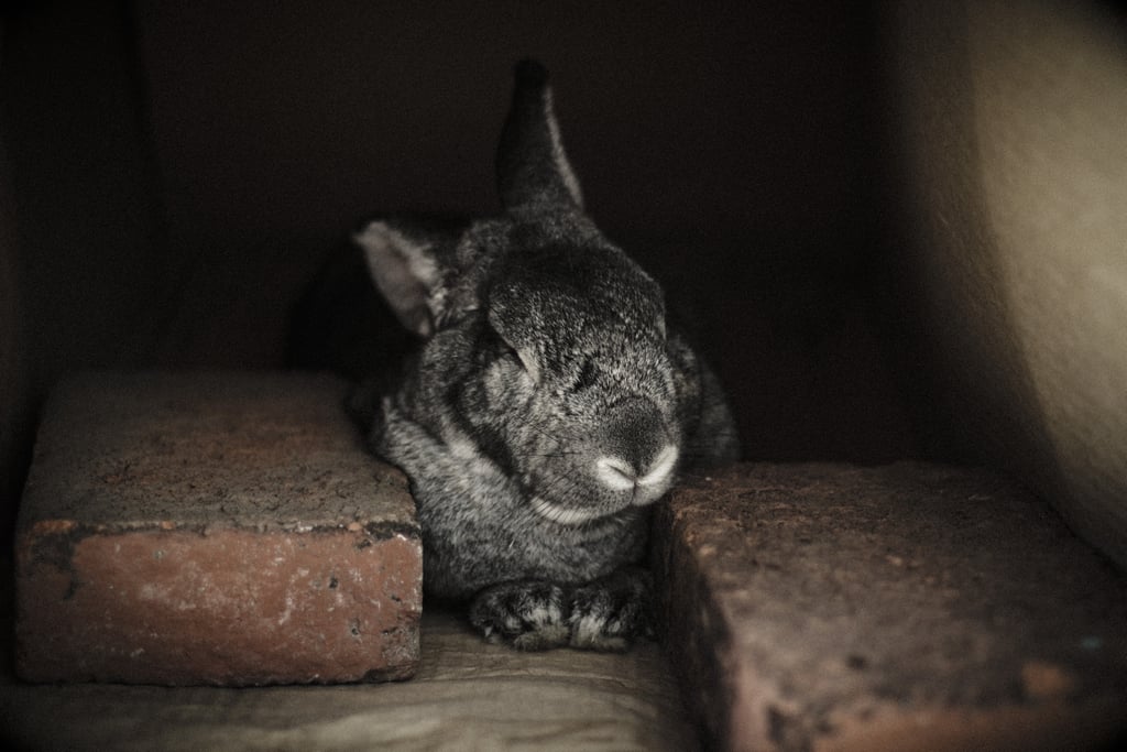 This bunny, who promises he just wants to rest his eyes for a minute.