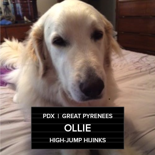 Ollie