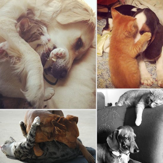 Cute Pictures Of Cats And Dogs Playing Together Popsugar Pets