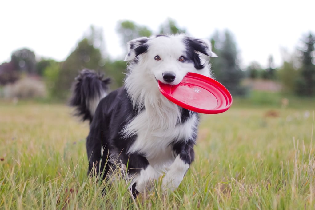 Cute Pictures of Border Collies