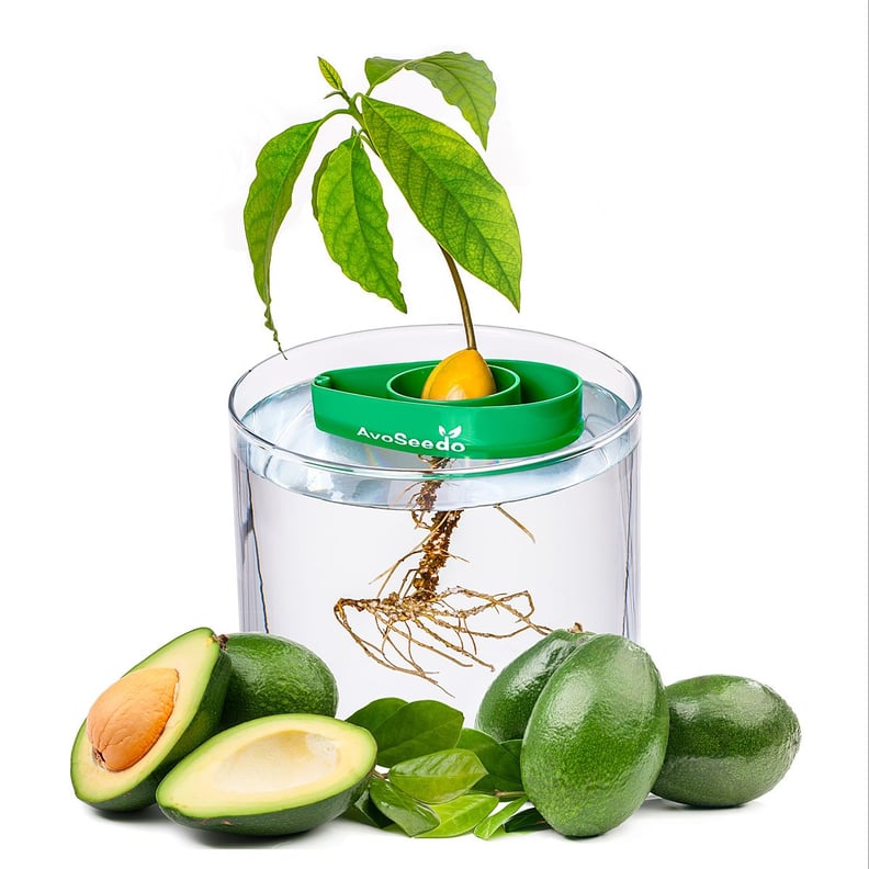 Avocado Tree Starter Kit