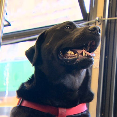 Dog Takes the Bus to the Dog Park All by Herself