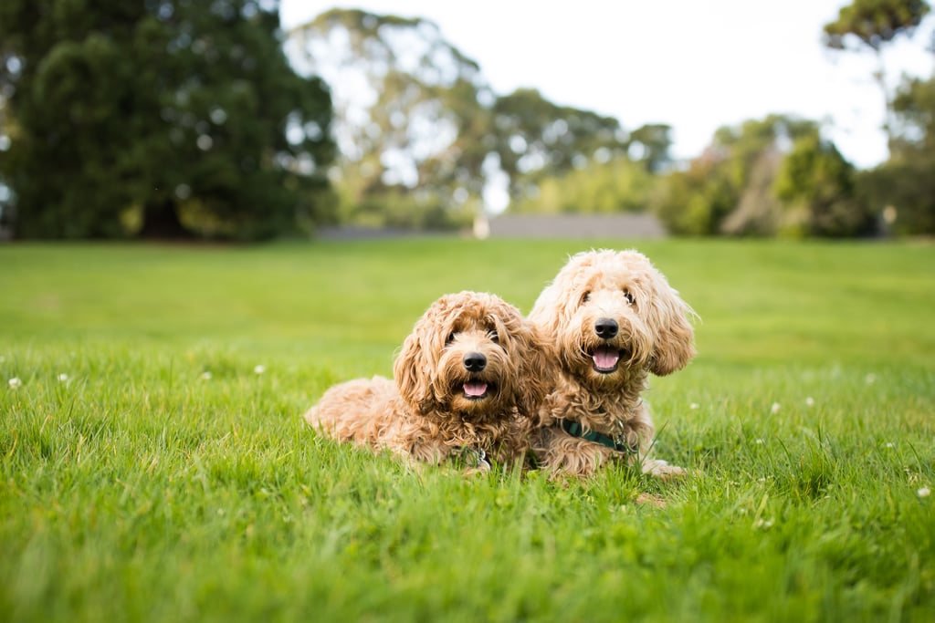 Cute Pictures of Labradoodles