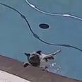 This Dog Fell Into a Pool After Napping Too Close to the Edge, and Thank God There’s Video