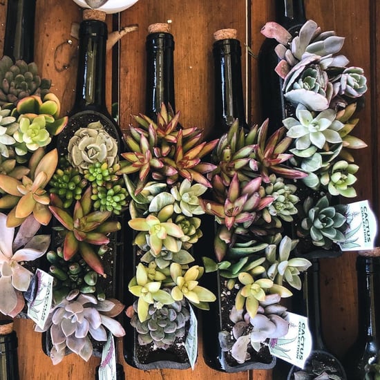 Trader Joe's Wine Bottle Succulent Gardens
