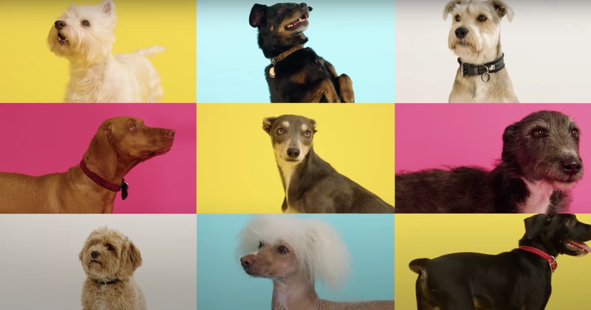 "Raise the Woof" Is the First Christmas Song For Dogs POPSUGAR UK Pets