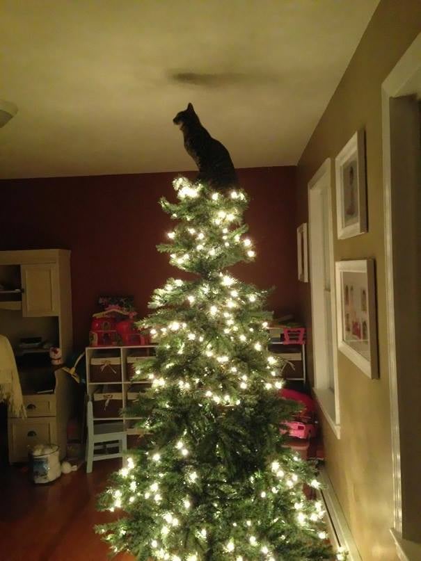 I am the star.