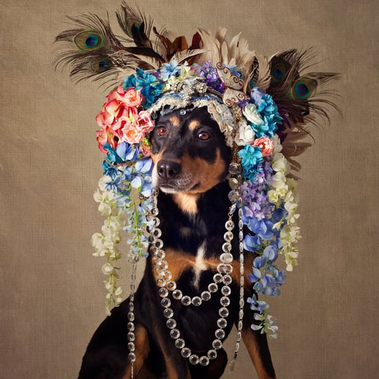Dogs get makeovers so they can find homes (Video)