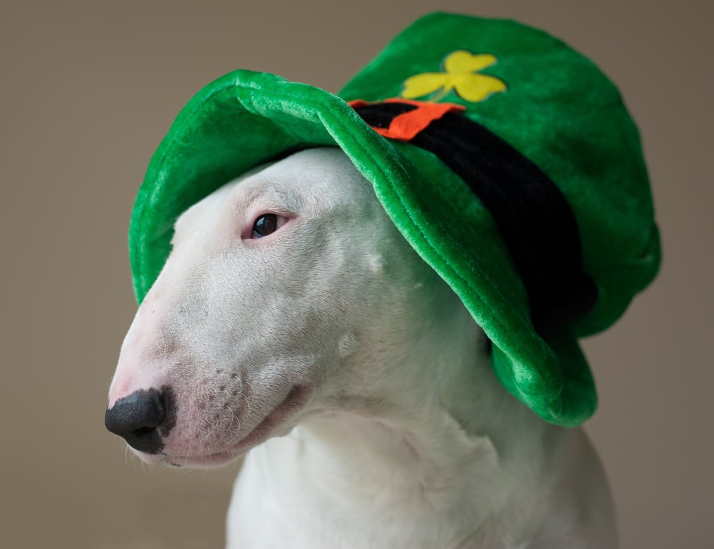 St. Patrick's Day Zoom Background: Dog With Leprechaun Hat