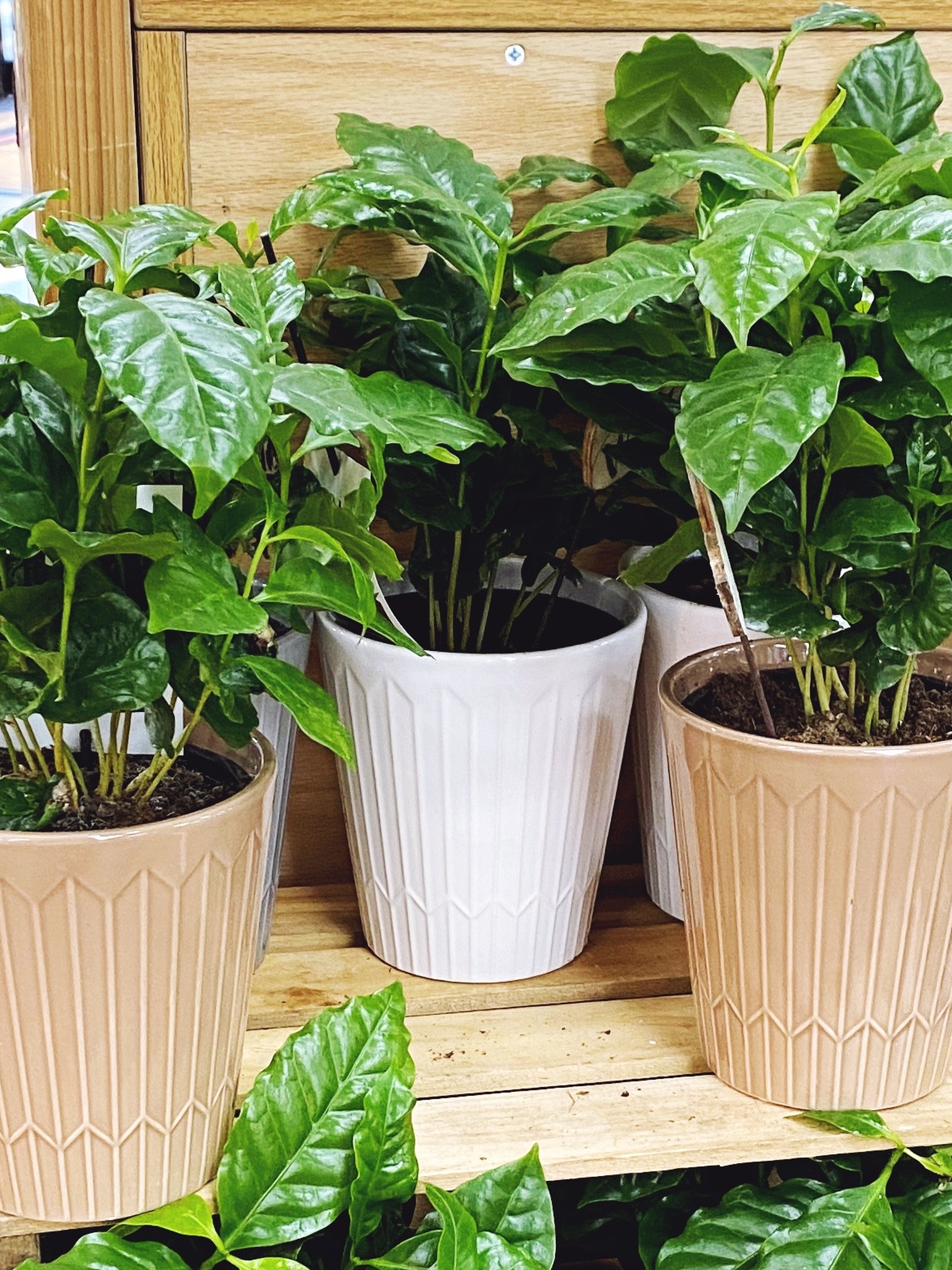Coffee Plants For Sale at Trader Joe's | POPSUGAR Home
