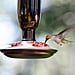 DIY Hummingbird Nectar