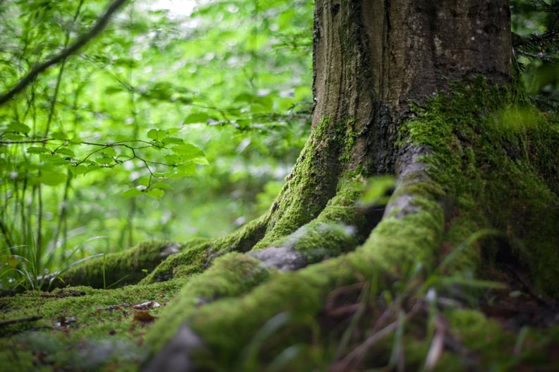 Dendrophilia