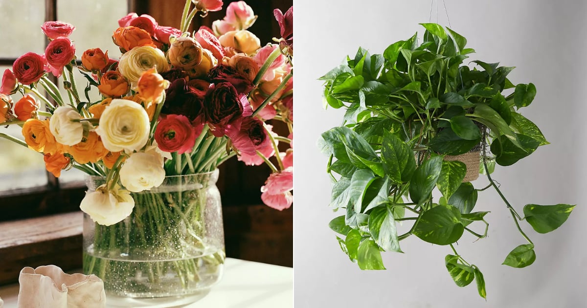 Our Favorite Plants and Dried Flowers From Anthropologie