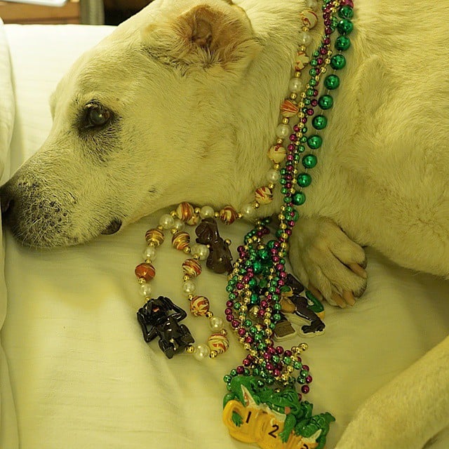 Poh the Dog Cross-Country Road Trip