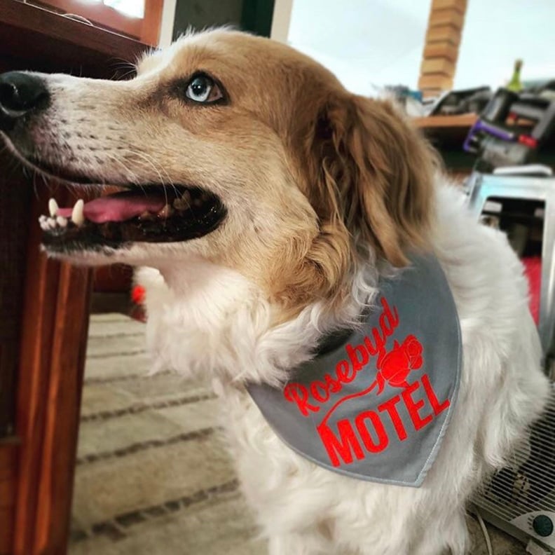 Schitt's Creek Rosebud Motel Dog Bandana