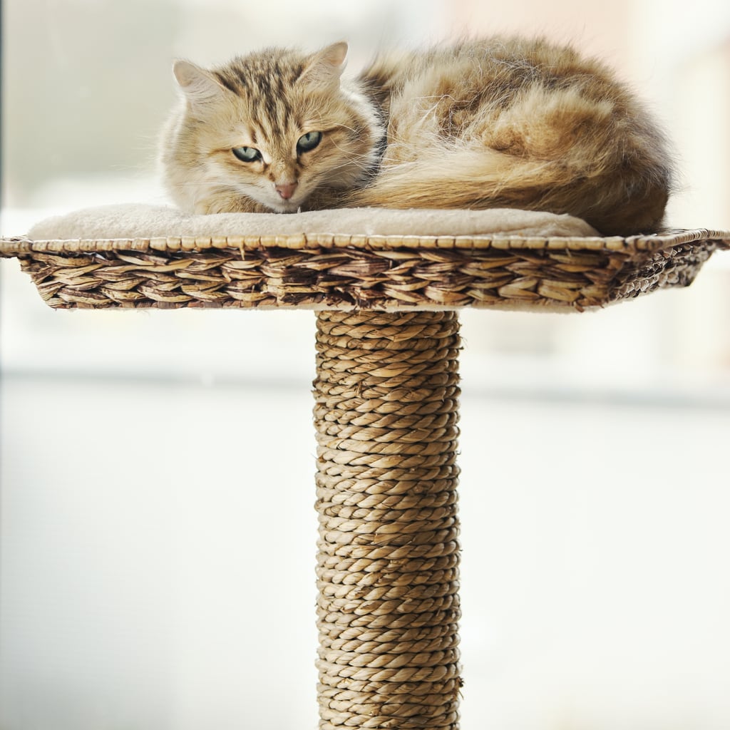 Cozy, Modern Cat Trees That'll Elevate Your Space