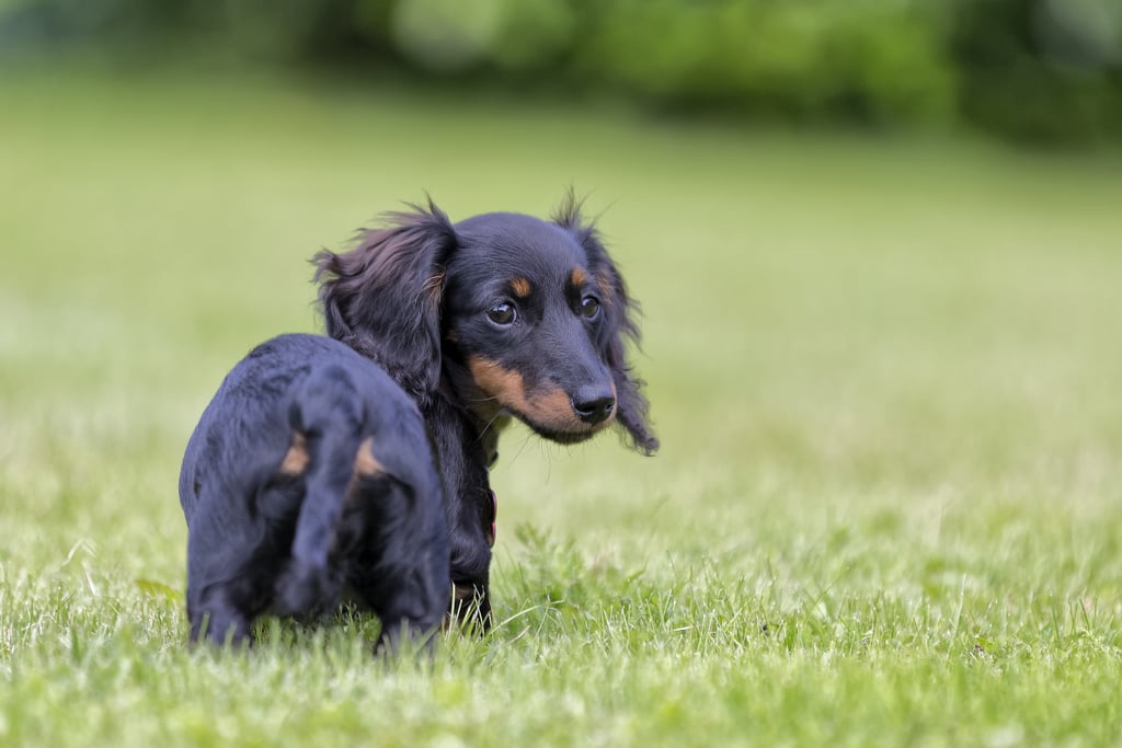 Cutest Dachshund Photos