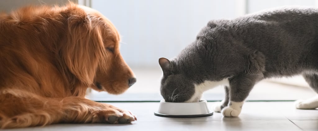 How Often to Wash Your Dog or Cat's Bowls