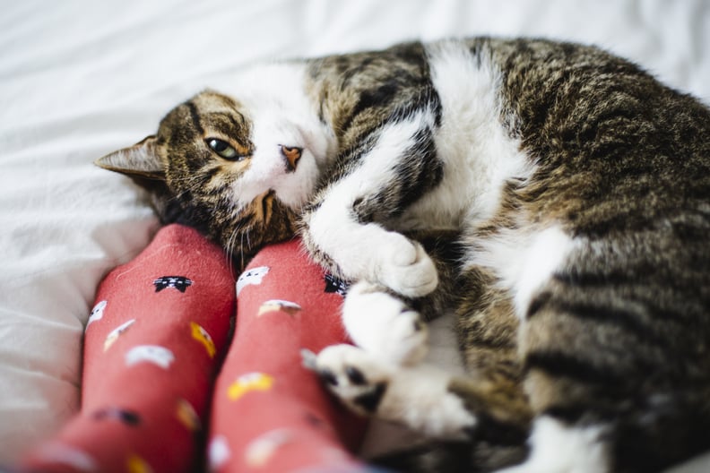 Tabby cat and feet of a person wearing socks with cat designs on it