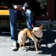 5 Ways Your Pet Is Keeping You Healthy