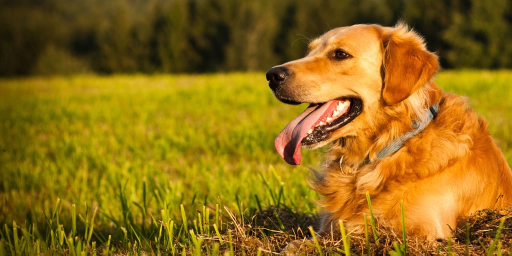 Facts About Golden Retrievers