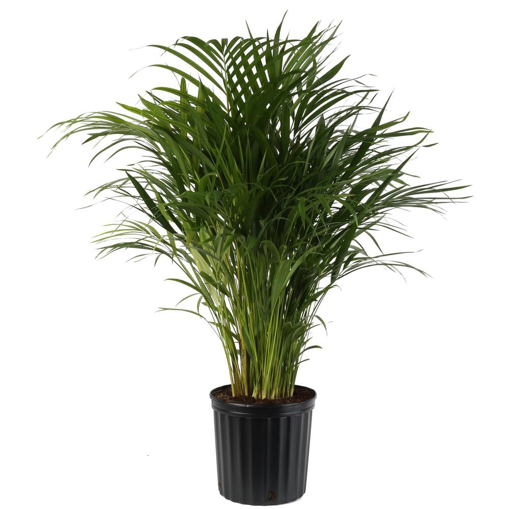 Areca Palm