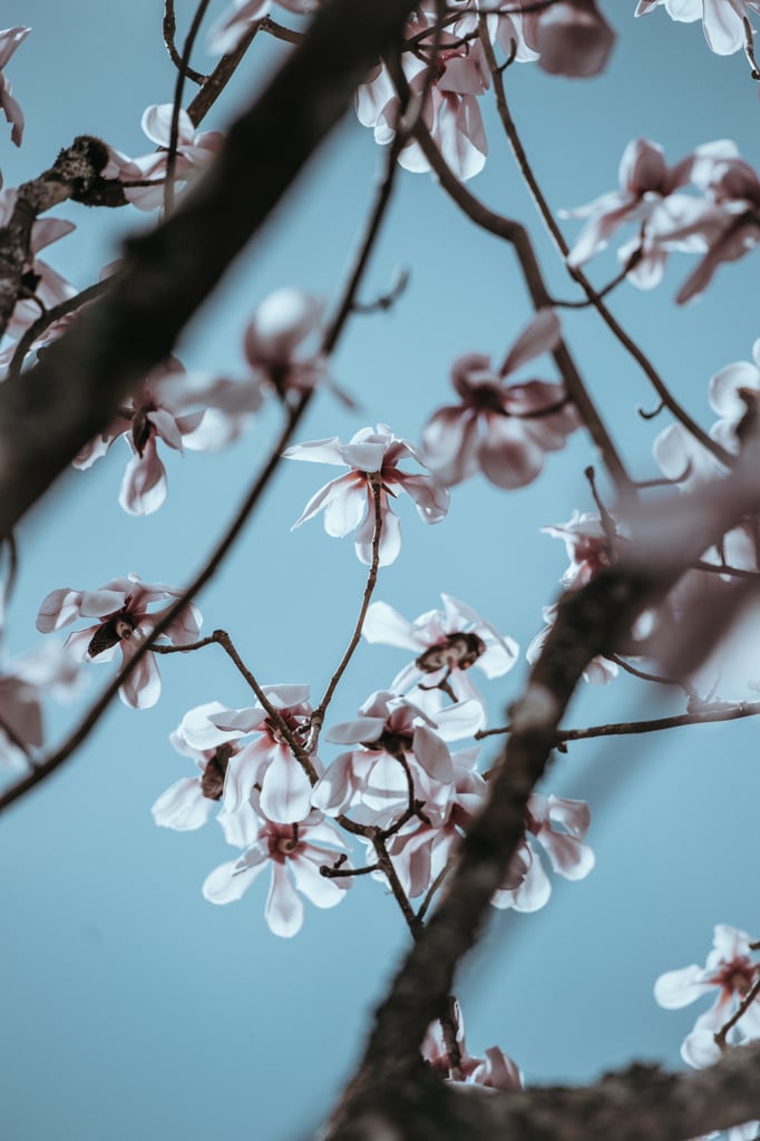 Pretty Photos of Cherry Blossoms Pretty Photos of Cherry Blossoms