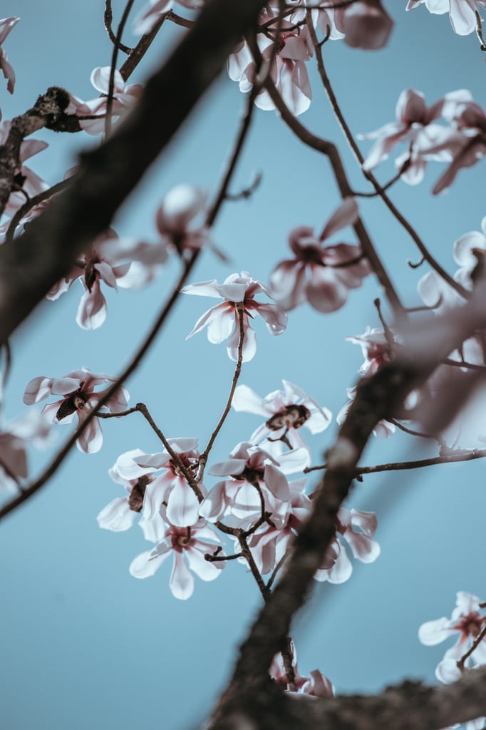 Pretty Photos of Cherry Blossoms