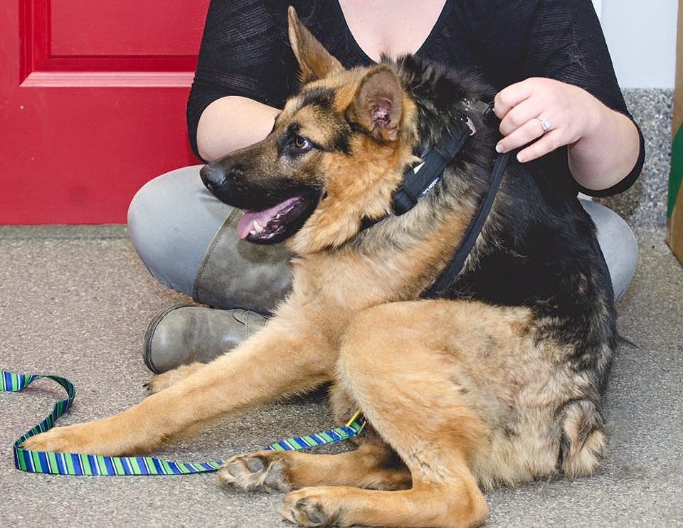 Quasi the Short Spine Dog
