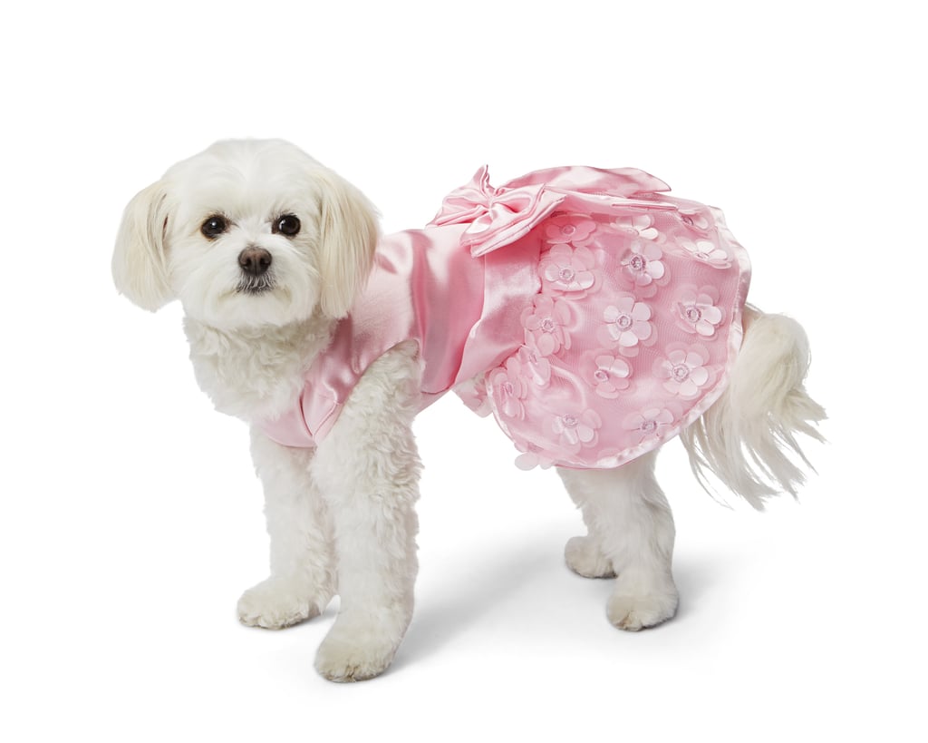 Wedding Clothes For Dogs POPSUGAR Pets Photo 4