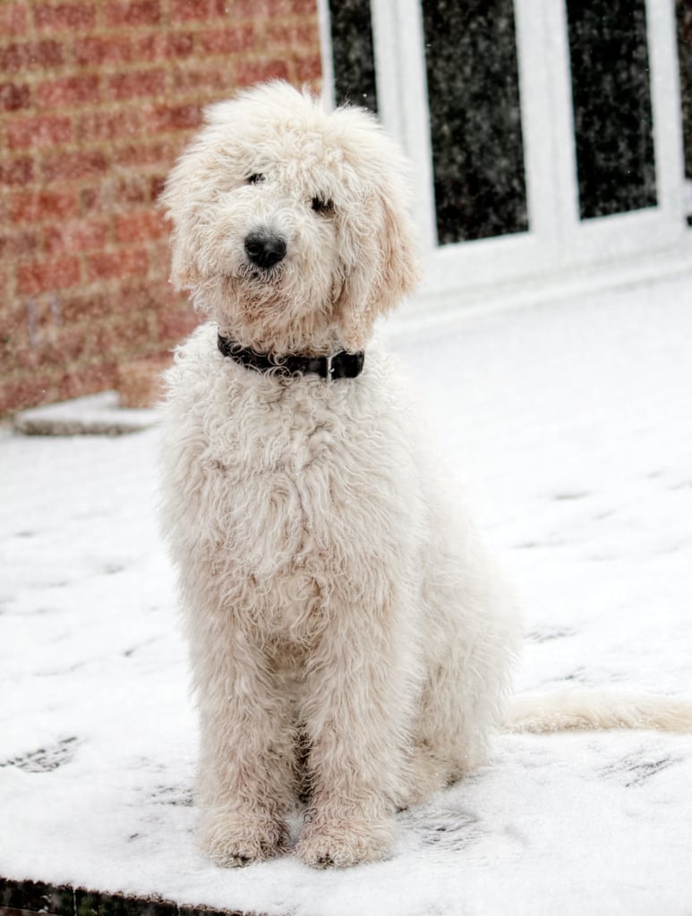 Cute Pictures of Labradoodles