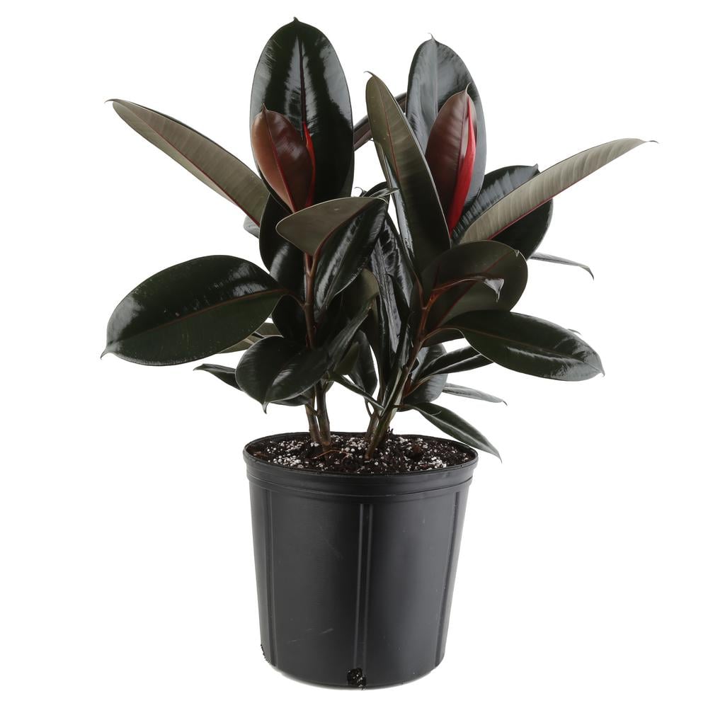Burgundy Rubber Plant Best Trees and Plants From Home Depot