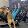 This English Bulldog Working Out With His Owner Is the Only Gymspo We Need Today