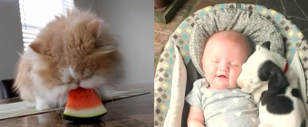 Funny Pet Videos